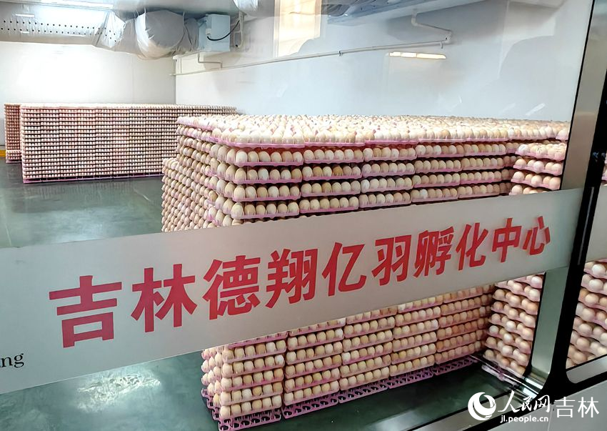 吉林德翔億羽孵化中心種蛋存放庫。人民網記者 關思聰攝