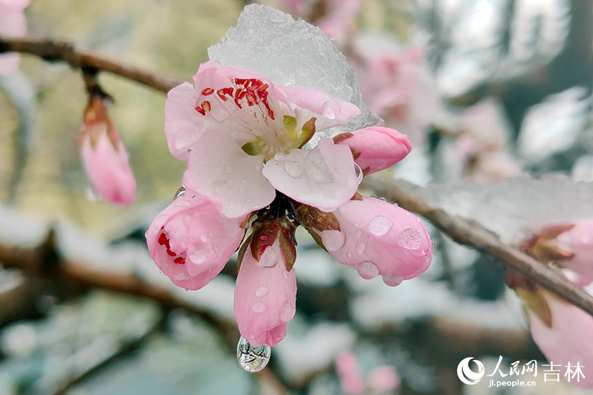 雨雪中的“春花”。人民網記者 李成偉攝