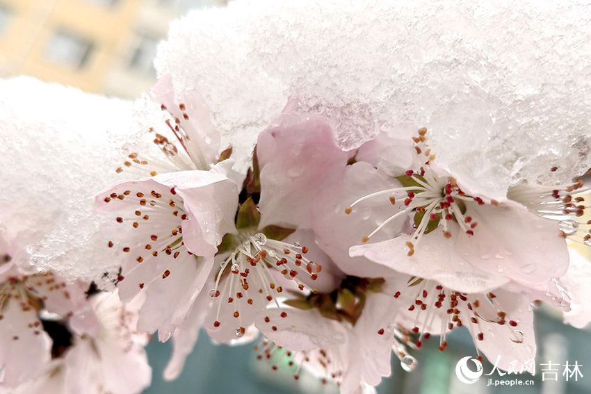 雨雪中的“春花”。人民網記者 李成偉攝