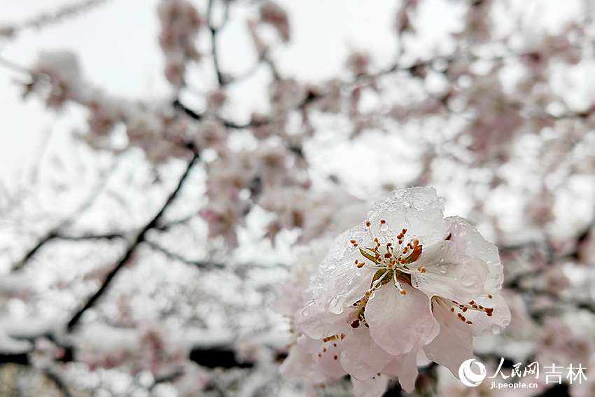 雨雪中的“春花”。人民網記者 李成偉攝