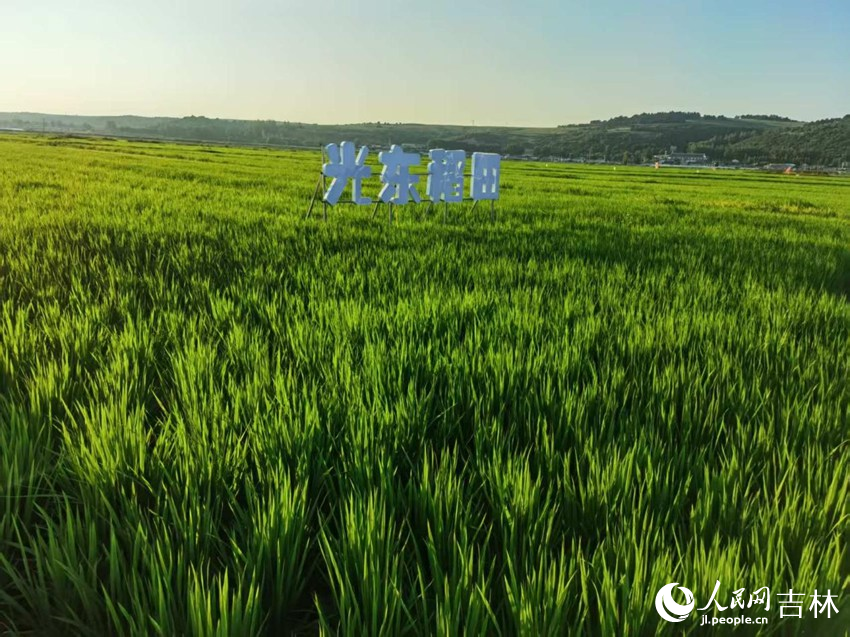 光東村稻田風景美如畫（資料圖片）。人民網記者 王海躍攝