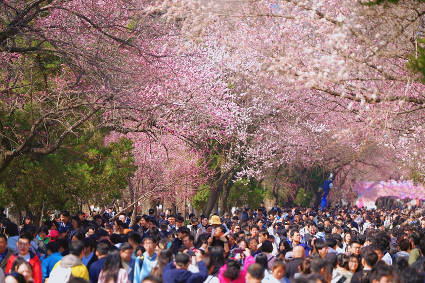 4月20日，大量游客來到吉林大學南嶺校區觀賞杏花。人民網記者 李洋攝