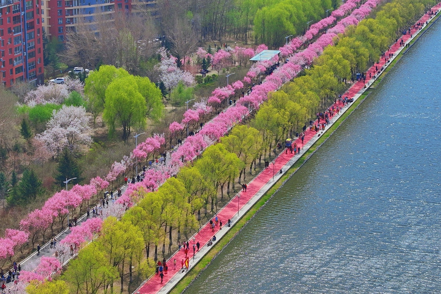 近日，長春市伊通河畔的梅花大道上，單紅公主梅迎來最佳觀賞期。人民網記者 李洋攝