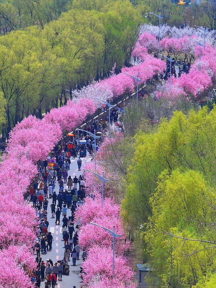 盛開的梅花匯成了一條綿延的花海長廊。人民網記者 李洋攝