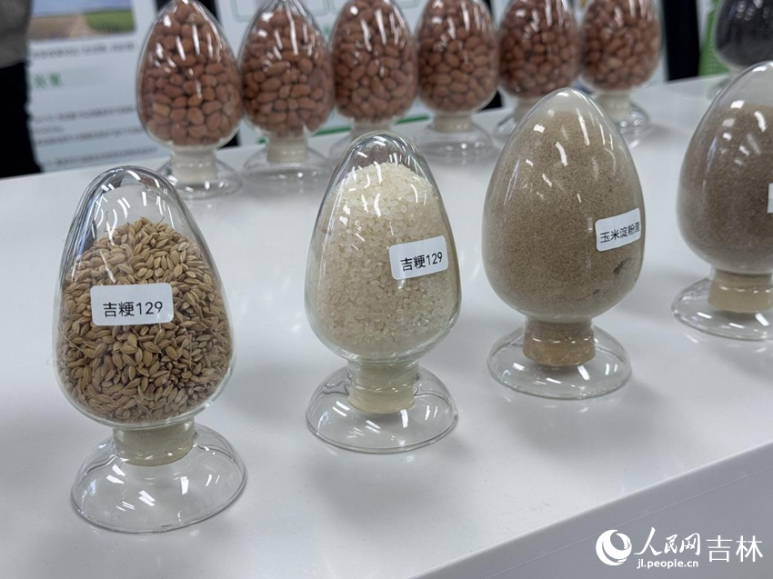吉林省農業科學院水稻研究所選育的吉粳129水稻品種。人民網記者 李思玥攝
