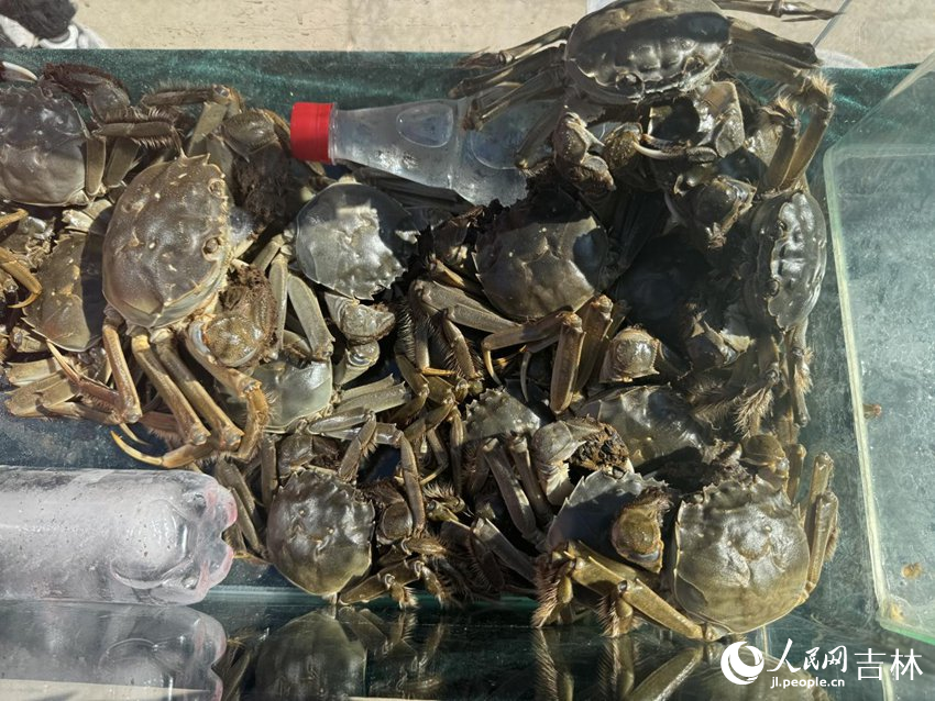 匯聚農業科技發展有限公司養殖的大閘蟹。人民網記者 李思玥攝（資料圖片）