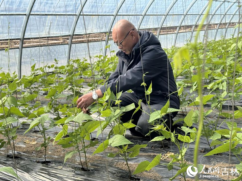 南崗子村的溫室大棚內綠意盎然。人民網記者 李思玥攝