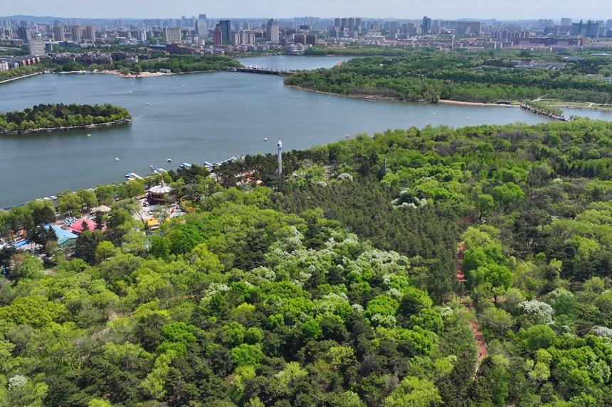 遠眺長春南湖公園滿目皆綠。人民網記者 李洋攝