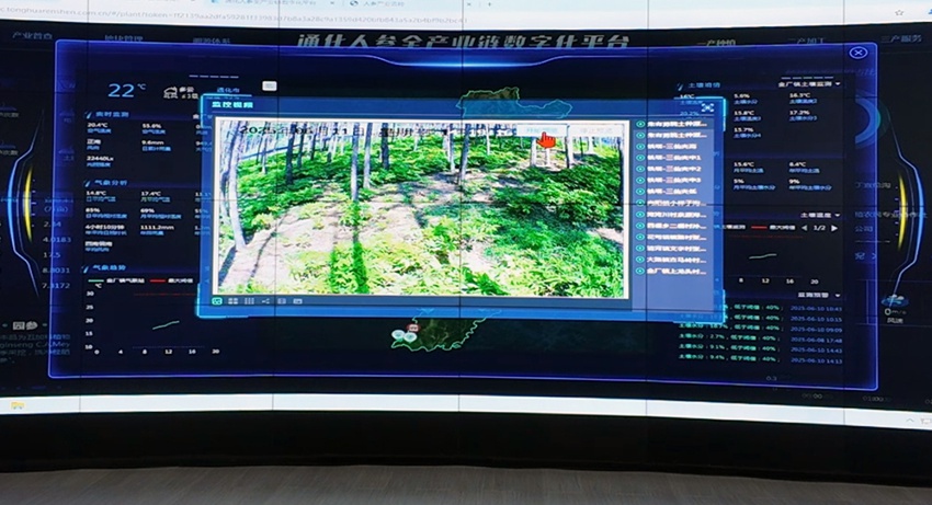 通化人參全產業鏈數字化平臺。石天蛟攝