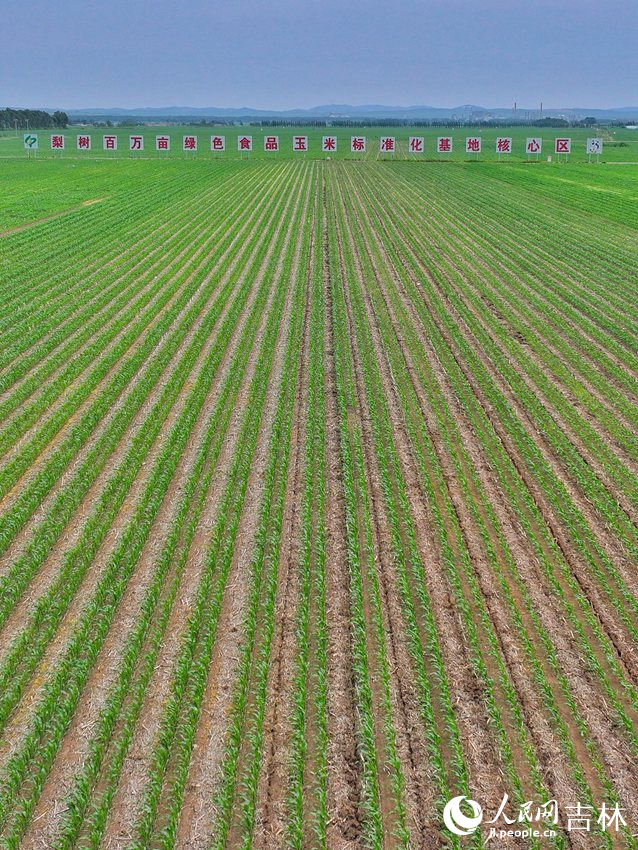 梨樹縣國家百萬畝綠色食品原料（玉米）標準化生產基地核心示范區。人民網記者 李洋攝