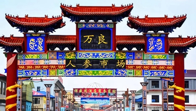 行進中國｜這里，“參”機無限  撫松縣，地處長白山核心腹地，森林覆蓋率達到87.6%，優越的地理位置和生態環境，孕育了撫松縣高品質人參。