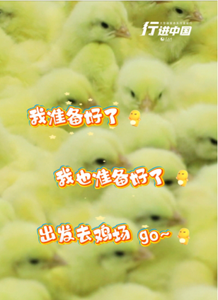 梨樹縣查看詳情流水線上的小雞“萌力全開”在高效運轉的現代化孵化生產線上，新孵化的雞雛全身覆蓋細軟絨毛，眼睛清澈明亮。挑揀員每天從流水線上篩選出約20萬只符合“健雛”標準的雞雛，經標準化打包后運送至養殖場。