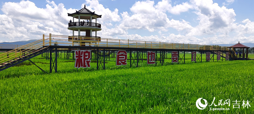 延邊朝鮮族自治州和龍市光東村稻田風光。人民網記者 王帝元攝