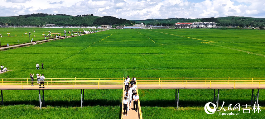 延邊朝鮮族自治州和龍市光東村稻田風光。人民網記者 王帝元攝