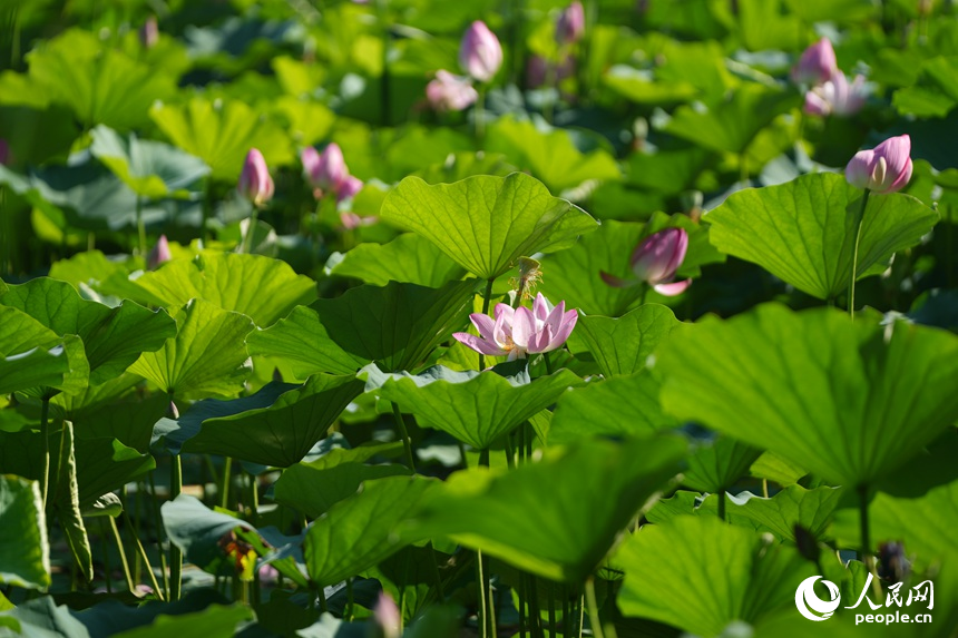 次第綻放的荷花。人民網記者 李洋攝