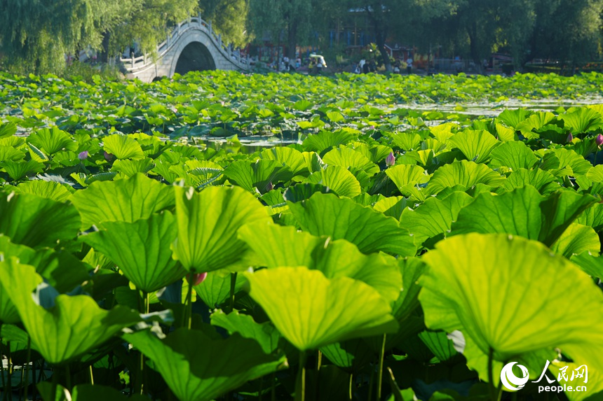位于長春南湖公園的一池青蓮。人民網記者 李洋攝