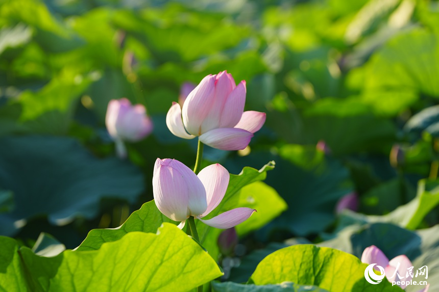 綻放的荷花。人民網記者 李洋攝