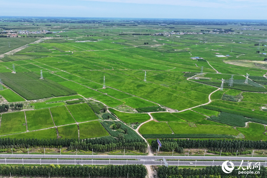 經過治理后的鹽堿地呈現出大片綠色。人民網記者 李洋攝