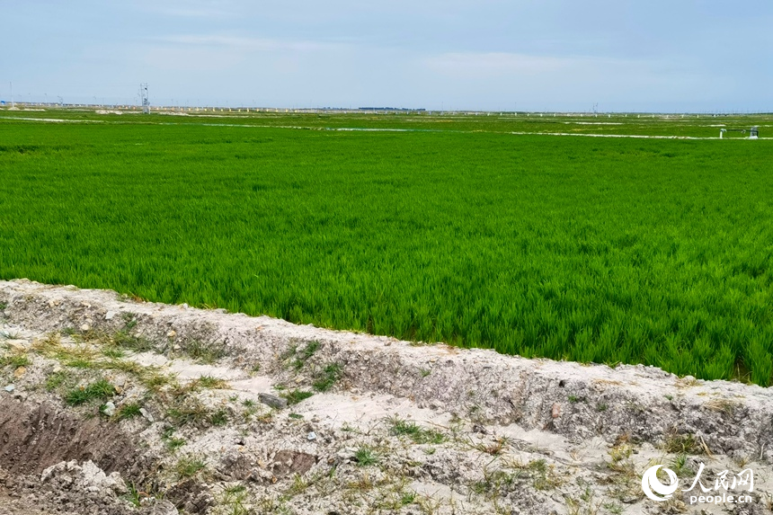 治理后綠油油的稻田與未經改良耕種的鹽堿地形成鮮明對比。人民網記者 李洋攝