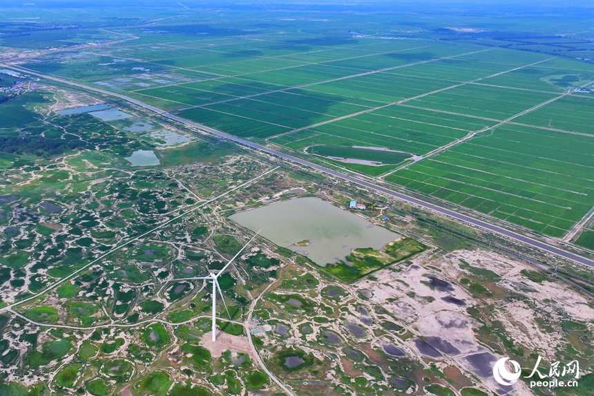 在大安市樂勝鄉，治理后綠油油的稻田與未經改良耕種的鹽堿地形成鮮明對比。人民網記者 李洋攝