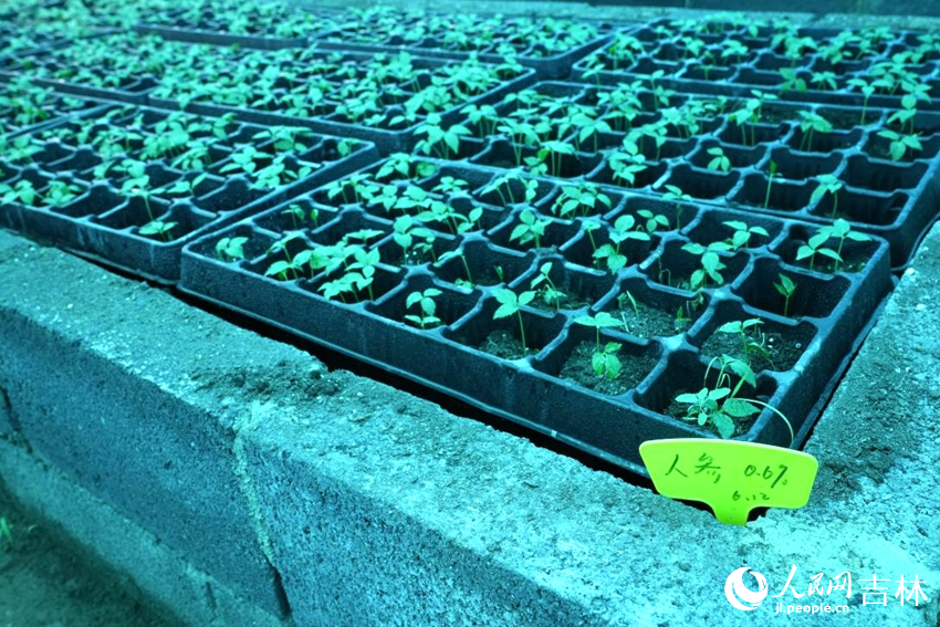 吉林農業大學人參觀測試驗區的人參種苗。人民網記者 李洋攝