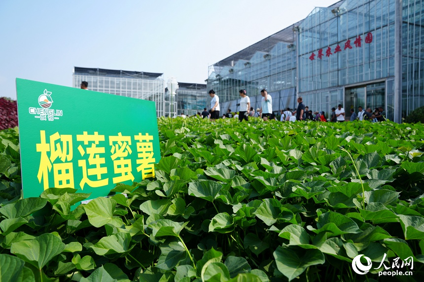 長春農博會上展示的高產作物優良品種。人民網記者 李洋攝