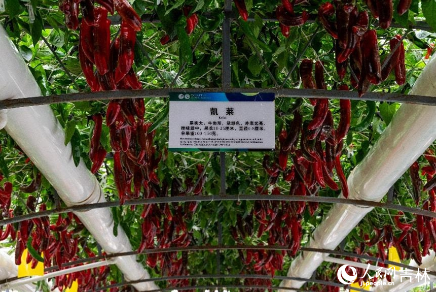 無土栽培的“凱萊”紅椒。實習生 王思皓攝