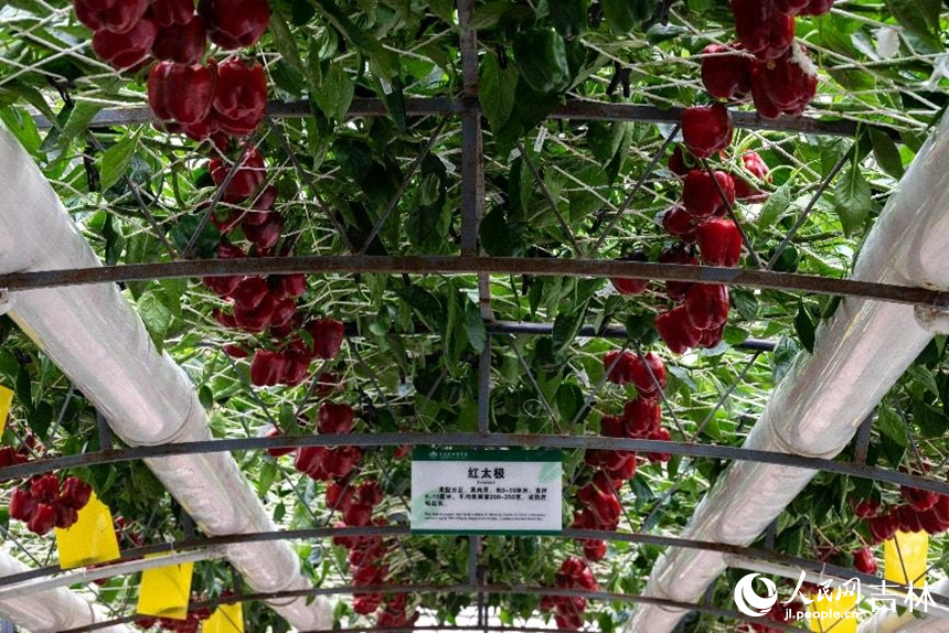 無土栽培的“紅太極”彩椒。實習生 王思皓攝