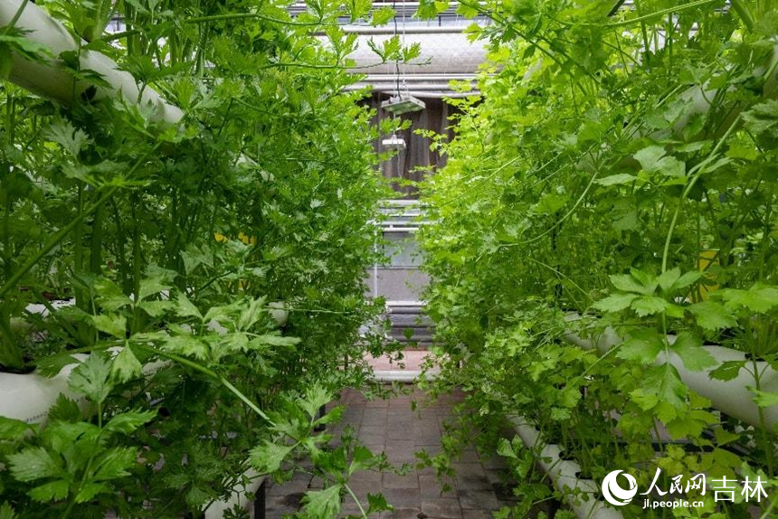 管道栽培區郁郁蔥蔥的蔬菜。實習生 王思皓攝