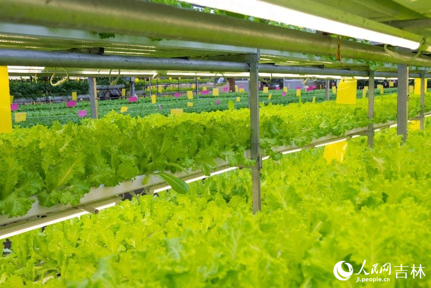 生產型無土栽培區綠意盎然的生菜。實習生 王思皓攝