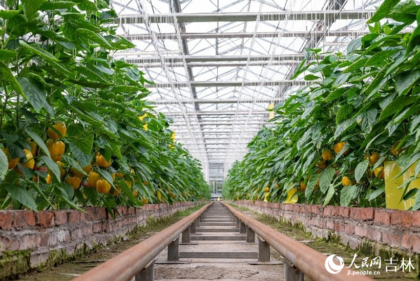果類菜基質栽培區的“皇太極”彩椒。實習生 王思皓攝