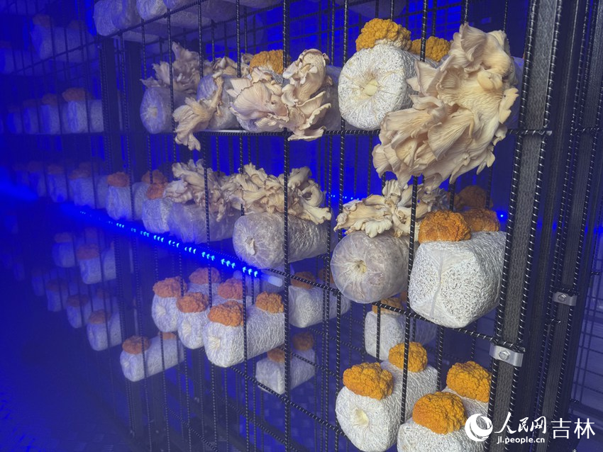 在“珍稀菌菇智慧菇房”內培育的蘑菇和金耳菌。人民網記者 李思玥攝