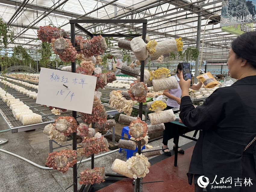 李玉院士團隊今年推出的桃紅玉耳成為展區的焦點。人民網記者 李思玥攝