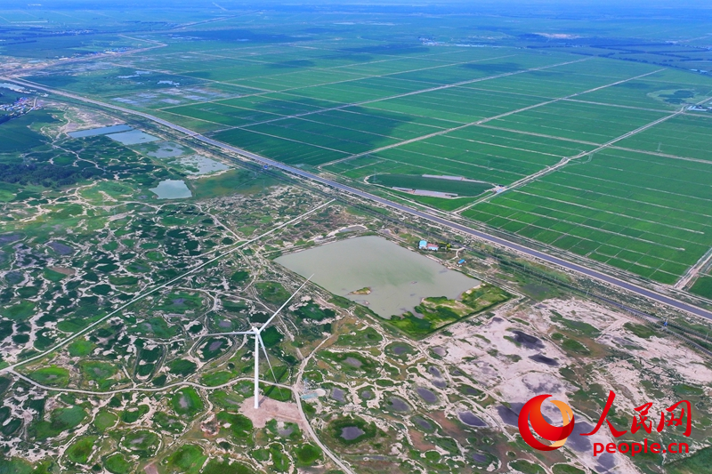 在大安市樂勝鄉，治理后綠油油的稻田與未經改良耕種的鹽堿地形成鮮明對比。人民網記者 李洋攝