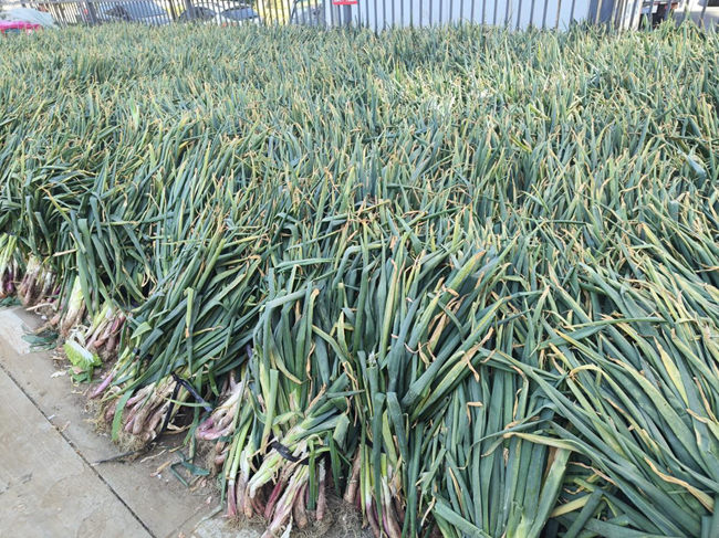 長春市秋菜銷售點的秋菜。