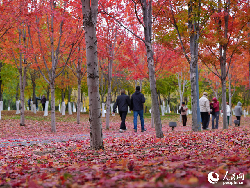 秋日的月荷文化園宛如油畫世界。人民網記者 李洋攝