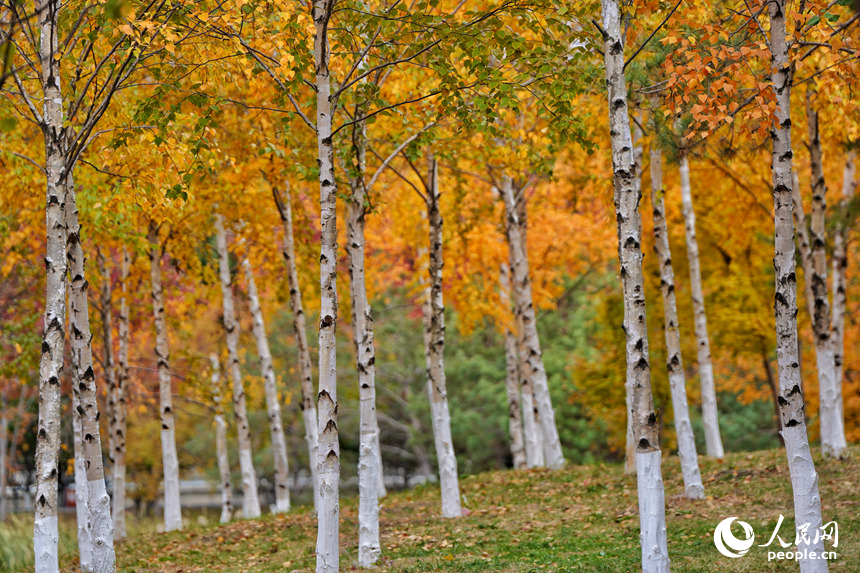 秋日里，長春南湖公園的白樺林宛如一幅重彩油畫。人民網記者 李洋攝