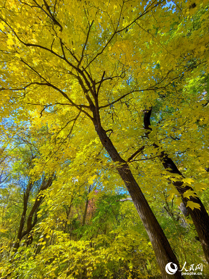 22日，長春林園中的楓樹呈現出迷人的色彩。人民網記者 李洋攝