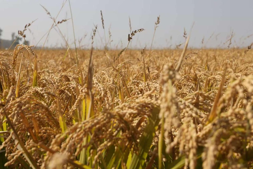 吉林糧食喜獲豐收。人民網記者 王海躍攝