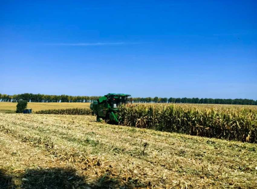 黑土地上，聯合收割機轟鳴作業（受訪者供圖）