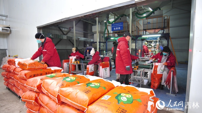 顆粒飽滿的玉米種子走向市場。人民網記者 王海躍攝