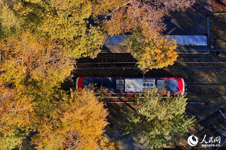54路有軌電車駛入林蔭中。人民網記者 李洋攝