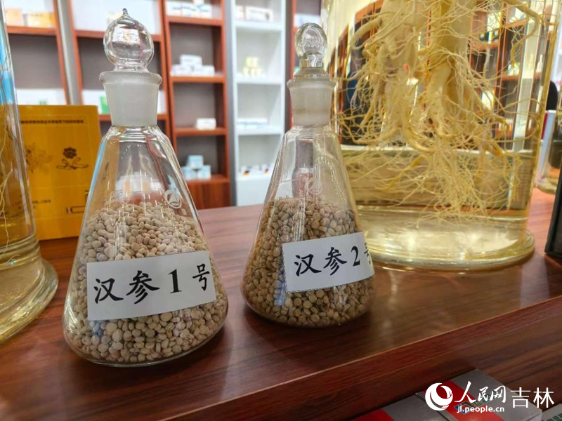 佟曉樂研究的漢參原料。 實習生 王思皓攝