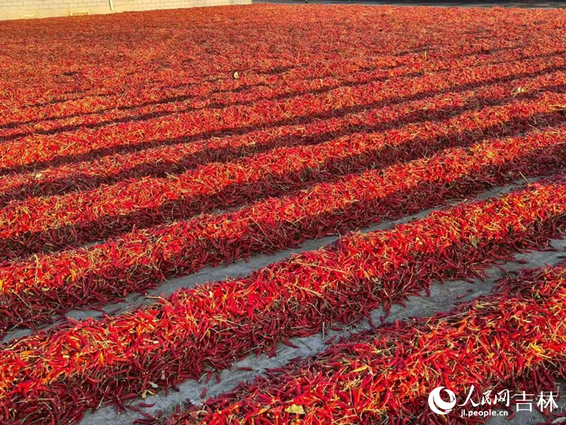 創業村的辣椒晾曬廠。 實習生 王思皓攝