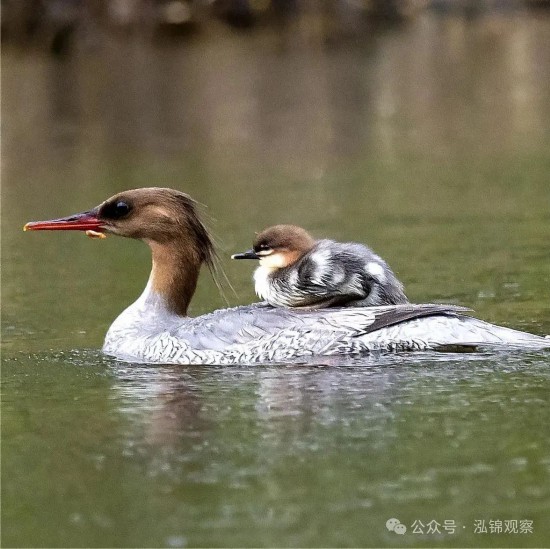 中華秋沙鴨對水質和生態環境非常敏感，被譽為“水中大熊貓”。