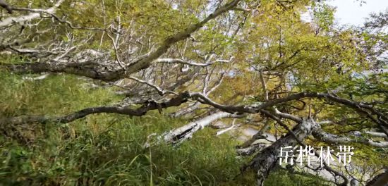 長白山岳樺林帶。