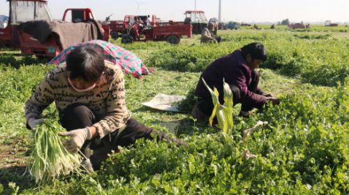 工人采摘香菜。 邢建光 攝